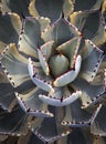 Beautiful top view of potatorum variegated agave plant