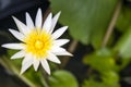 Beautiful top view single white lotus at pond in bright day with copy space