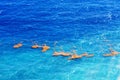 Beautiful top view: turquoise Caribbean sea in the rays of the sun. Algae in the middle of the ocean.