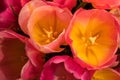 Beautiful top view on yellow and pink tulips