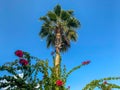 Beautiful tops of palm trees against the blue sky decorative plants heavenly landscaping in a hotel in a warm tropical oriental Royalty Free Stock Photo