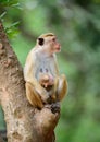 Beautiful Toque macaque family portrait, mom and baby monkey sitting on a tree and looking side. Photographed in Yala national Royalty Free Stock Photo