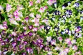 Beautiful torenia flower Royalty Free Stock Photo