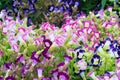 Beautiful torenia flower Royalty Free Stock Photo