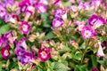 Beautiful torenia Flower in the garden Royalty Free Stock Photo