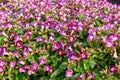 Beautiful torenia Flower in the garden Royalty Free Stock Photo