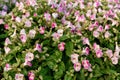 Beautiful torenia Flower in the garden Royalty Free Stock Photo