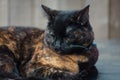 Beautiful Tortie Royalty Free Stock Photo