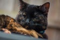 Beautiful Tortie Royalty Free Stock Photo