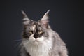 beautiful tortie white maine coon cat looking at camera annoyed or angry