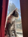 Tortoise shell kitten sitting in the widow seal looking for birdie snacks.