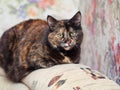 Cute tortoiseshell cat Royalty Free Stock Photo