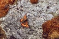 Beautiful Tortoiseshells on a rock Royalty Free Stock Photo