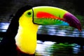 Beautiful toucan