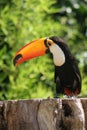 Beautiful toucan