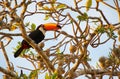 A beautiful toucan bird on a tree branch background Royalty Free Stock Photo
