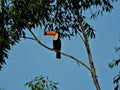 Beautiful toucan in the wild Royalty Free Stock Photo