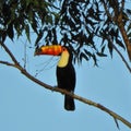 Beautiful toucans in the wild Royalty Free Stock Photo