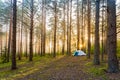 A beautiful tourist shot. Tent in the forest during sunrise and fog. Camping in the woods Royalty Free Stock Photo