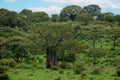 beautiful traditional african landscape with big baobab Royalty Free Stock Photo