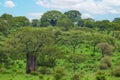 beautiful traditional african landscape with big baobab Royalty Free Stock Photo