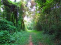 A beautiful trail in a closed forest in a beautiful morning