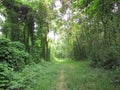 A beautiful trail in a closed forest in a beautiful morning