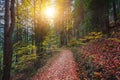 Beautiful trail with colorful autumn vegetation near Austria border - Fussen, Bavaria, Germany Royalty Free Stock Photo