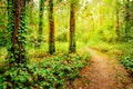 Beautiful trail in the forest Royalty Free Stock Photo