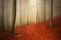 Beautiful trail with red leaves in foggy forest Royalty Free Stock Photo