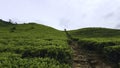 Beautiful trails on tea plantations with green bushes. Action. Dirt trails among green tea bushes. Beautiful walk on