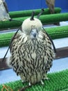 Beautiful trained falcon with mask