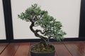 A beautiful and trained Olive 'Manzanillo' bonsai tree with tiny green leaves Royalty Free Stock Photo