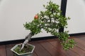 A beautiful and trained Pomegranate bonsai tree with red fruit and tiny green leaves
