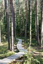 Beautiful tranquil landscape of sunny swamp lake Royalty Free Stock Photo