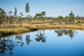 Beautiful tranquil landscape of sunny swamp lake Royalty Free Stock Photo