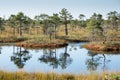 Beautiful tranquil landscape of sunny swamp lake Royalty Free Stock Photo