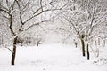 Beautiful and tranquil winter scenery with snowfall, snow-covered backyard and natural arch formed by the branches of the trees