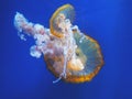 Beautiful translucent pink jellyfish swim against the backdrop of a gradient blue sea. Chrysaora fuscescens