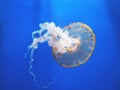 Beautiful translucent pink jellyfish swim against the backdrop of a gradient blue sea. Chrysaora fuscescens