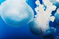 Beautiful translucent white jellyfish floating in the water with blue background, marine concept Royalty Free Stock Photo