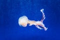 Beautiful translucent white jellyfish floating in the water with blue background, marine concept Royalty Free Stock Photo