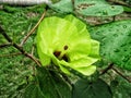 Beautiful translucent yellow flowers are blooming