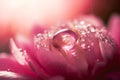 Beautiful transparent drops of water or dew with sun glare on petal of pink peony flower, macro. Generative AI.