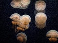 Beautiful transparent jellyfish dance behind the glass