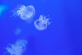 Beautiful Transparent Jellyfish Swimming in Blue Aquarium