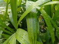 Beautiful transparent raindrops on green leaf. The water drops glistened in the morning sun. Beautiful leaf texture in nature. Royalty Free Stock Photo