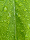 Beautiful transparent raindrops on green leaf. The water drops glistened in the morning sun. Beautiful leaf texture in nature. Royalty Free Stock Photo