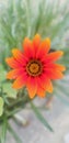 Beautiful red-orange single treasure flower blooming in a village. Treasure flower(gazania) Close up macro view