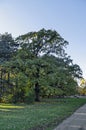 Beautiful tree against the backdrop of a colorful autumn forest with branched trees with lots of yellow, green and brown leaves